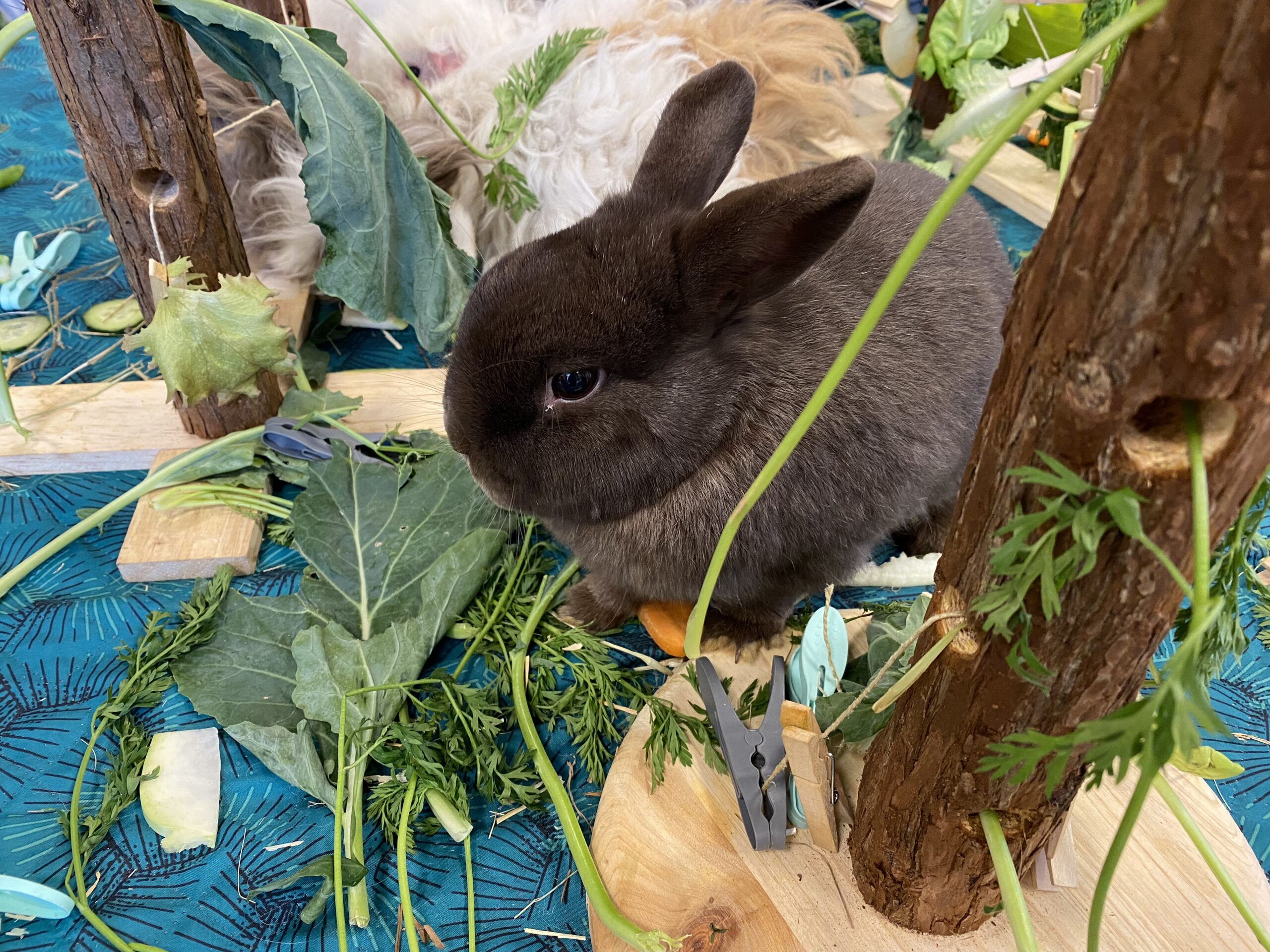 Handbuch Der Grundschulpädagogik Und Grundschuldidaktik Tiergestützte Pädagogik - Grundschule Archenholzstraße